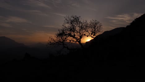 escena aérea fija de un árbol durante una puesta de sol