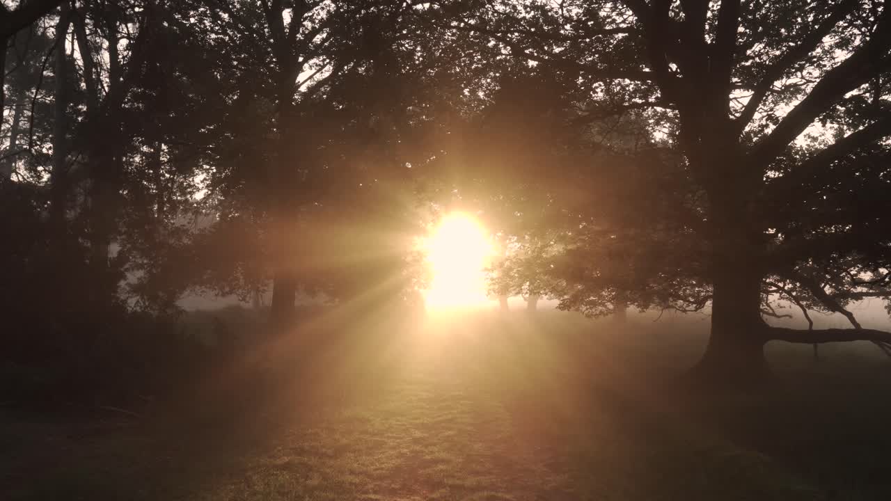 восход солнца через деревья в туманном лесу