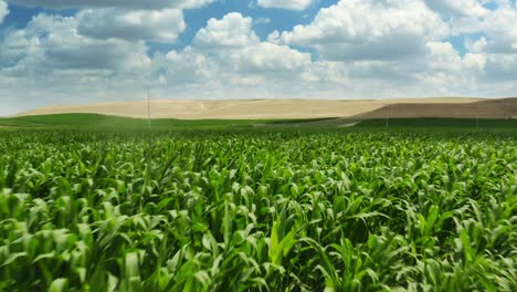 Drone-flying-over-a-cornfield-during-sunset