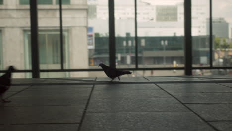 Palomas-Caminando-Alrededor-De-Una-Estación-De-Tren-Urbano-Con-Grandes-Ventanas-En-Berlín,-Alemania