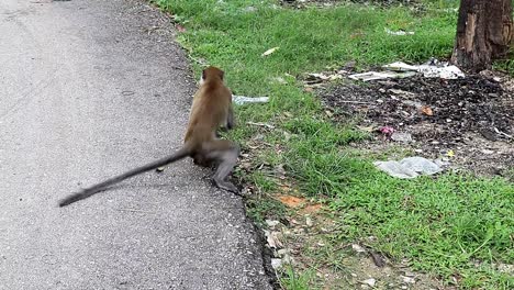 Monkey-on-the-side-of-the-road