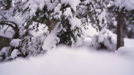 pan shot in winter in front of a pine tree covered in snow