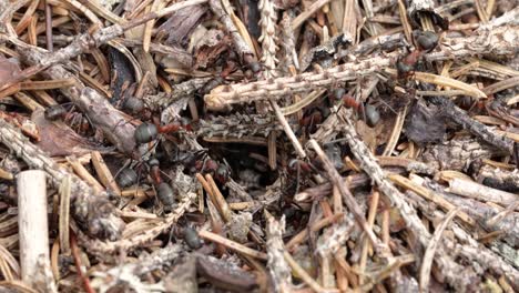 wild ant hill in the forest closeup