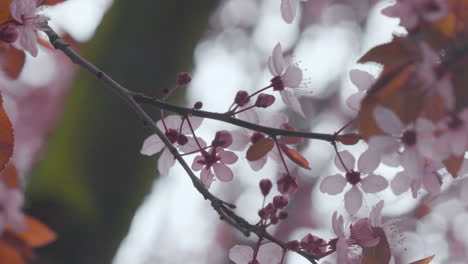 a branch with delicate pink blossoms, possibly cherry, against a bokeh background, signifies spring