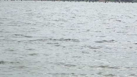 Duck-family-with-ducklings-on-lake-windy-day-cloudy