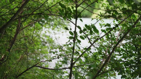 Branches with leaves in front of a river