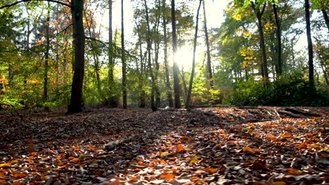 Forrest-during-Autumn-sunset-in-Tilburg,-The-Netherlands