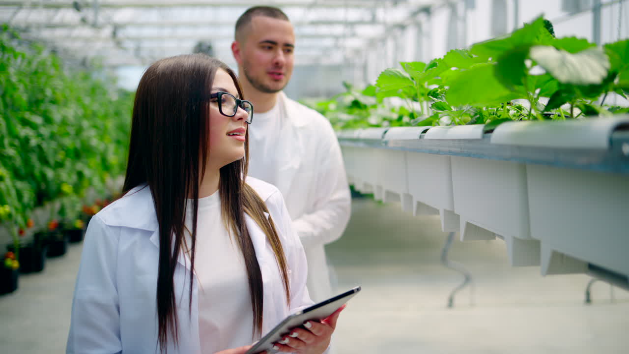 Two laboratory technicians in white coats working with wild strawberry grown with the Hydroponic method in a greenhouse