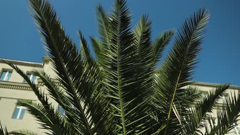 Dynamischer-Schuss-Einer-Palme-Im-Stadtzentrum