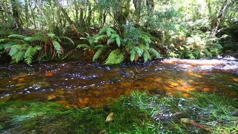 Los-Vapores-Suaves-Y-Silenciosos-Que-Corren-A-Través-De-La-Sección-Goudveld-Del-Bosque-De-Knysna