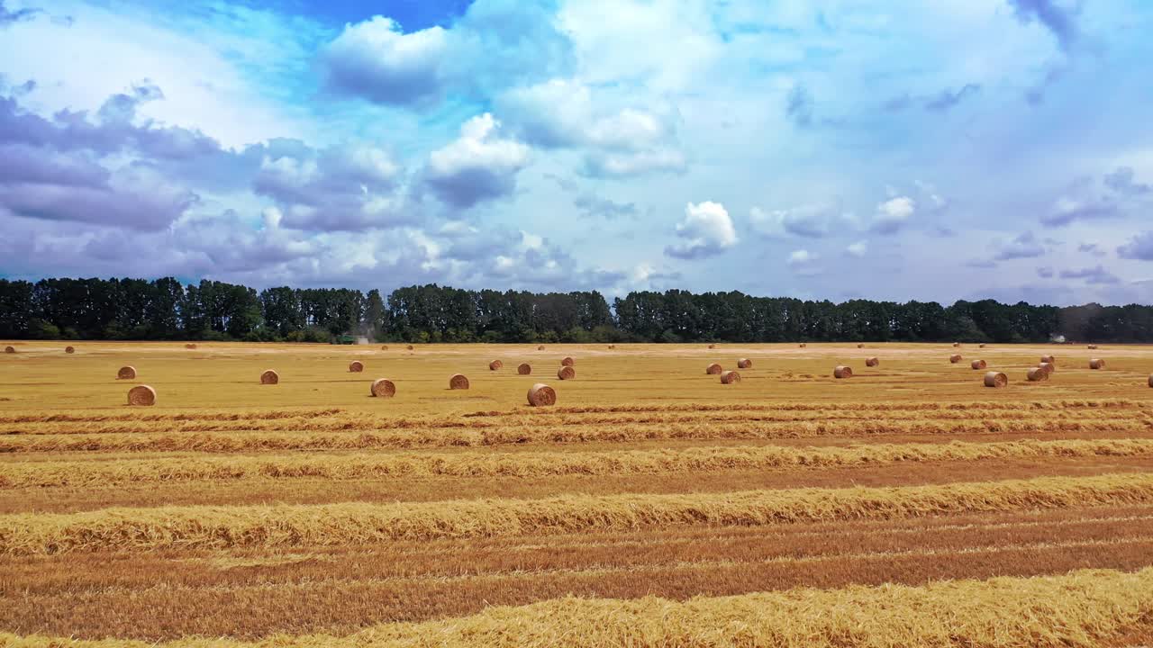 Agricultural field with many pressed bales in summer. Round fodder bales in the farmland. Yellow hay bundles for livestorck on the natural background.