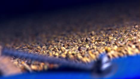 unroasted, freshly harvested, organic coffee beans in the gravity separator at a factory for processing