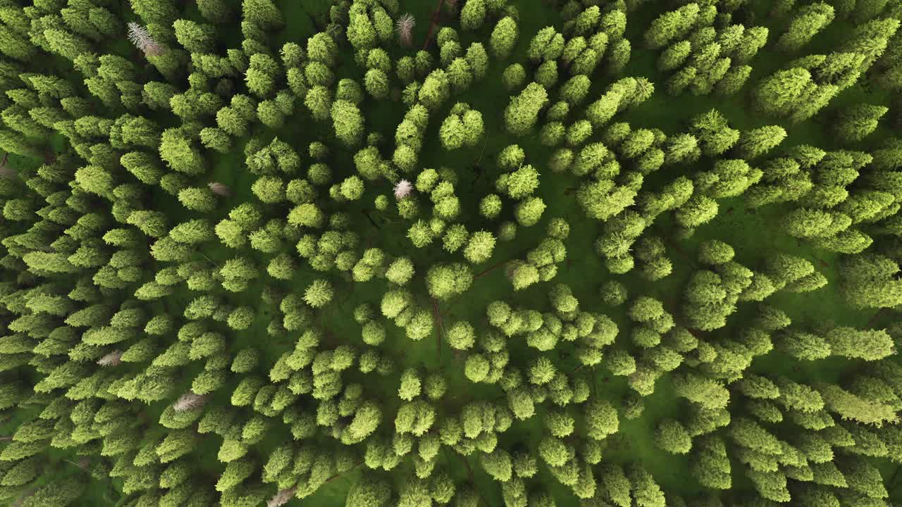 деревья и луга под белыми облаками.