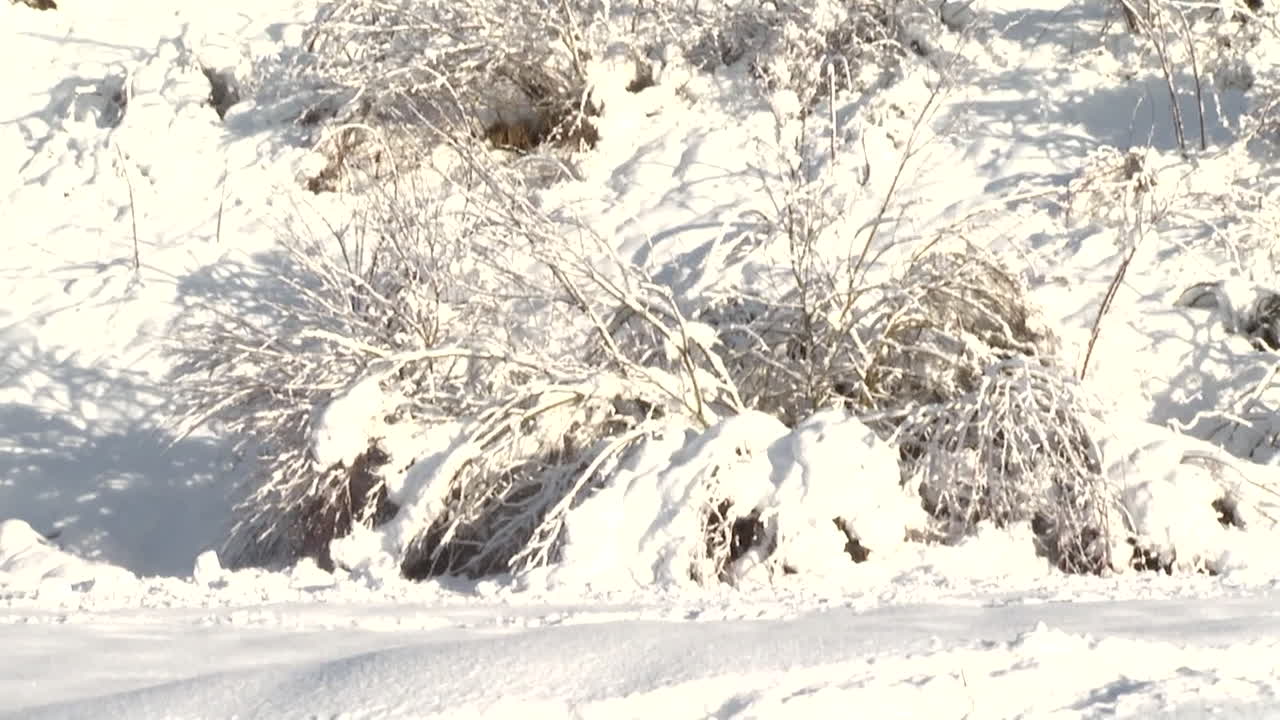 나무와 눈 덮인 겨울 풍경