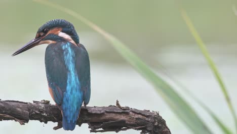 an adult kingfisher is cleaning its wing. wild birds.