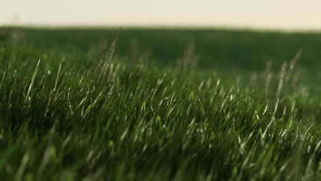 hierba verde fresca como un bonito fondo