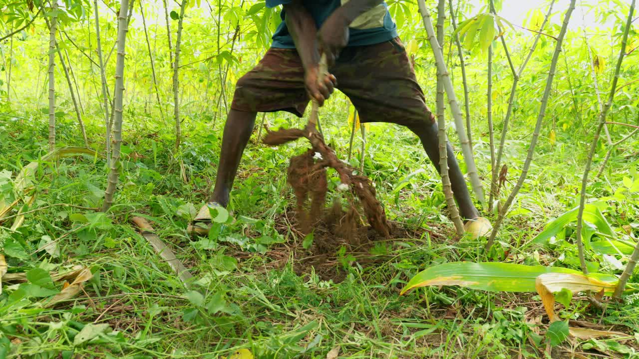 black african male farmer harvesting cassava root in the forest of ghana