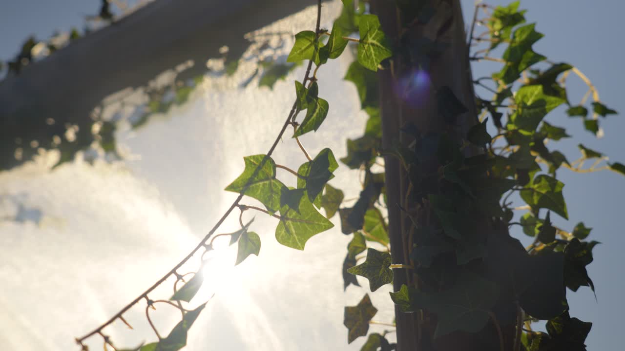 Outdoor sun block screen with plants overgrowing the wooden beams.
