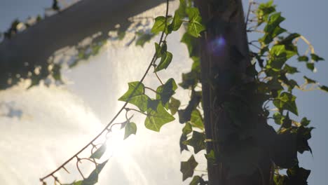 outdoor sun block screen with plants overgrowing the wooden beams.