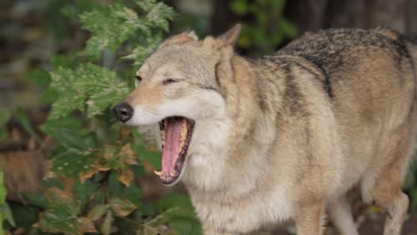 El-Lobo-(Canis-Lupus),-También-Conocido-Como-Lobo-Gris,-Es-El-Miembro-Más-Grande-De-La-Familia-Canidae.-Los-Lobos-Son-El-Miembro-Salvaje-Más-Grande-De-La-Familia-De-Los-Perros.