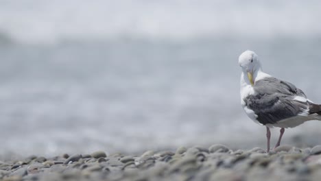 gaviota limpia plumas en la playa en cámara lenta 4k tiro medio