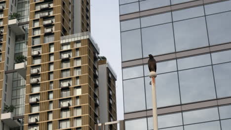 bird perched on a pole between modern buildings