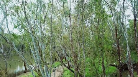 rising and panning down drone footage of vegetaton and the murray river north of corowa, australia