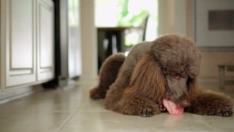 video de 4k de un caniche estándar marrón comiendo hueso crudo en el suelo de la cocina
