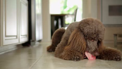 4k video of brown standard poodle eating raw bone on the floor in the kitchen