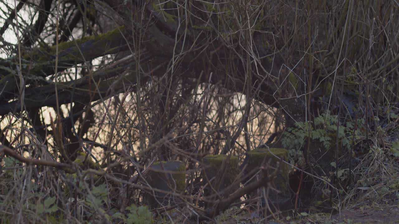 espectáculo estático del borde del río sobre crecido con árboles y arbustos en el amanecer de la mañana de invierno