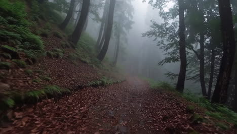 misty forest path