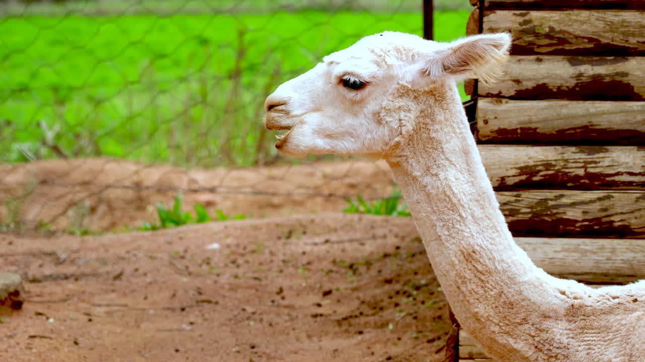 Profile shot on neck and head of chewing llama with shaved coat on farm