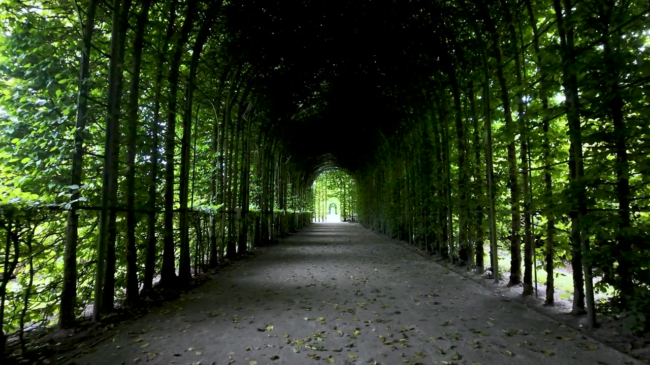 Plan subjectif avançant lentement sur un sentier sous une arche naturelle de charmes.