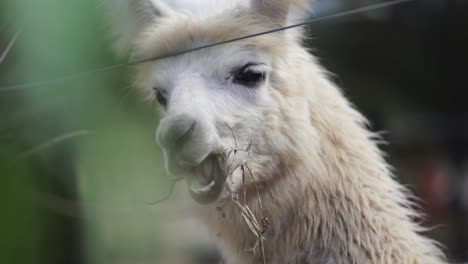 Close Up of a White Alpaca Eating Grass