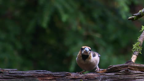 Hawfinch-Comiendo-En-Un-Treestump-En-Un-Bosque