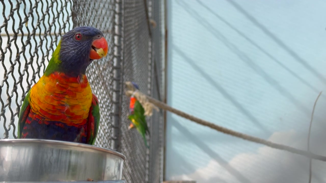 Close up video of a vibrant rainbow lorikeet perched on a feeding bowl inside an aviary enclosure at a Paris bird park. The colorful Australian parrot with blue head, orange chest and green wings