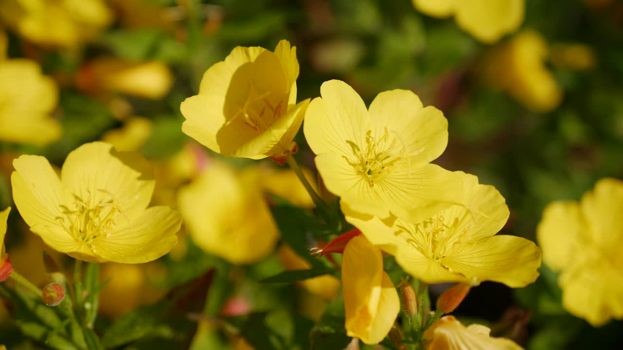 летящая рабочая пчела собирает нектар с поля желтых цветов.