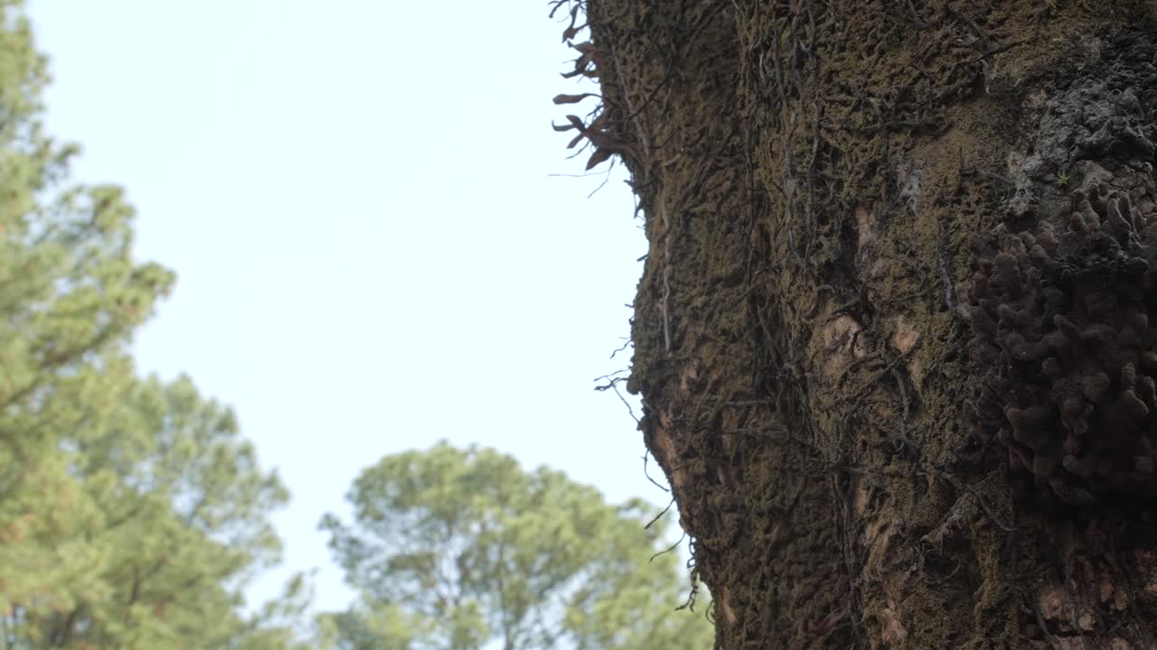 남아메리카에 토착 침 없는 벌집이 있는 나무 줄기