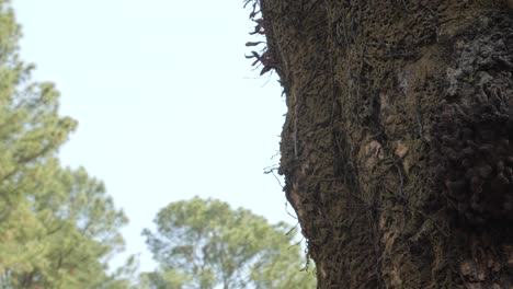 Tronco-De-árbol-Con-Colmena-De-Abejas-Nativas-Sin-Aguijón-En-América-Del-Sur