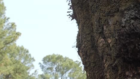 tronco de árbol con colmena de abejas nativas sin aguijón en américa del sur
