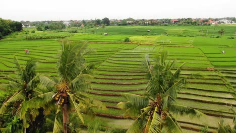 Wunderschöner-Drohnenclip-über-Terrassenförmig-Angelegten-Und-Fruchtbaren-Reisfeldern-In-Canggu-Bali-An-Einem-Klaren-Sonnigen-Tag