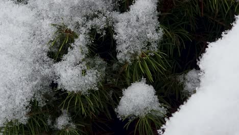 Handheld-Video-Eines-Kiefernstrauchs,-Der-Von-Nassem,-Starkem-Schnee-Bedeckt-Ist