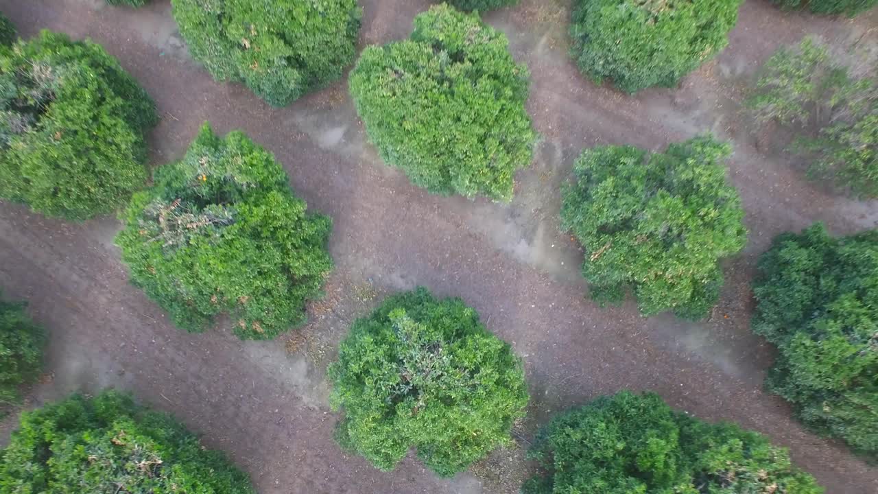 tiro aéreo ascendente sobre hileras aparentemente interminables de cultivos en el centro de california