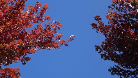 Colorful-trees-shaking-violently-in-the-wind-with-leaves-flying-off