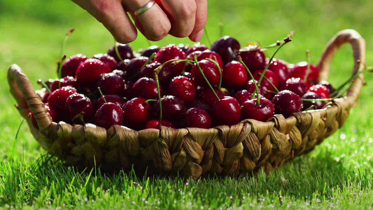 las cerezas frescas, maduras y jugosas giran en el sentido de las agujas del reloj.