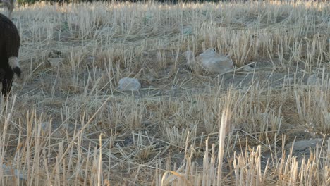 Sheep-grazing-pasture