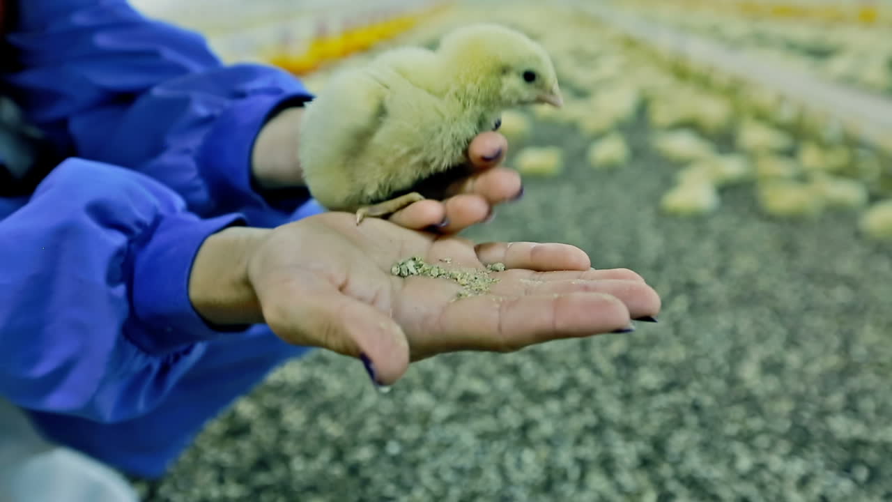 Baby chicken in incubator. Little yellow chick sitting on the human hand