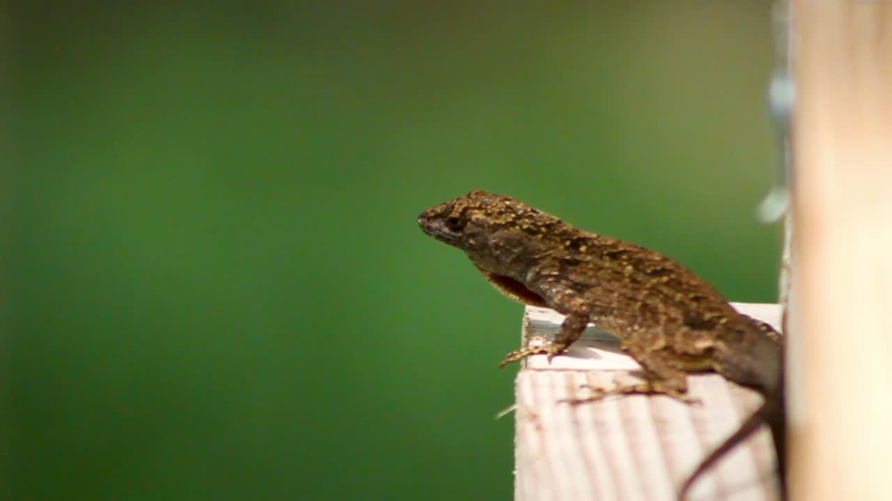 Lizard, Brown Anole, poses and bounces up and down, still shot.