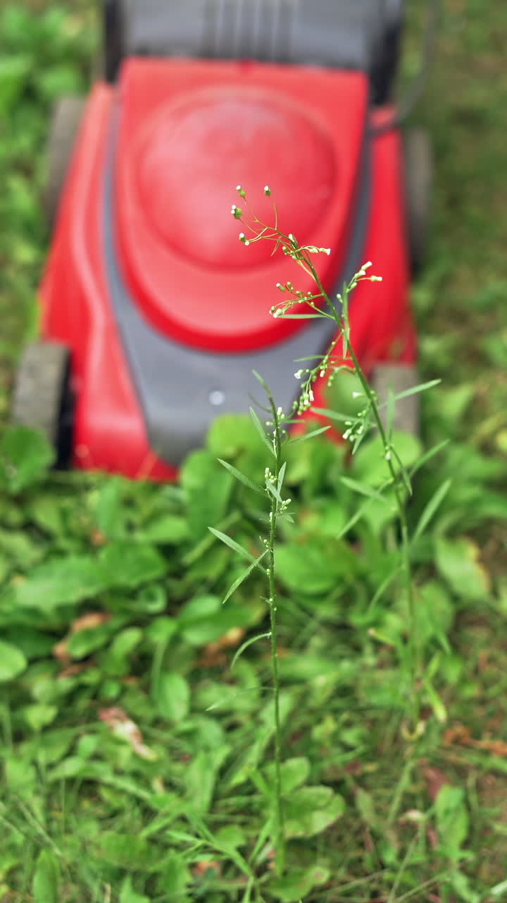 Red lawn mower. Electric machine cutting green grass in the garden. Close-up. Vertical video