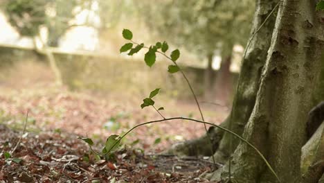 Tree-trunk-base-with-leaves-swaying